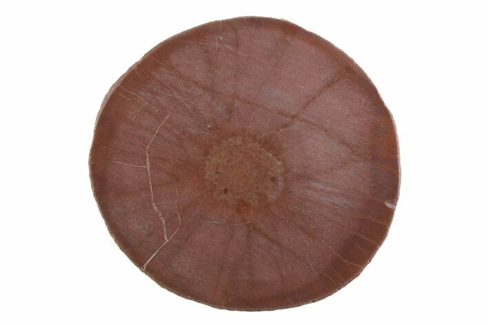 Polished Cold Mountain Thunderegg (Half) - Mexico #373351